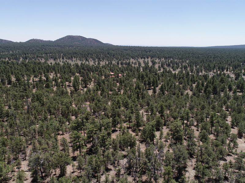 20.12 Wooded Acres in Oso Ridge : Grants : Cibola County : New Mexico
