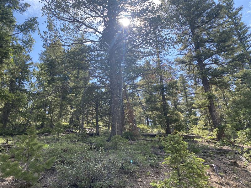 Huge Trees Hunting Property : San Luis : Costilla County : Colorado