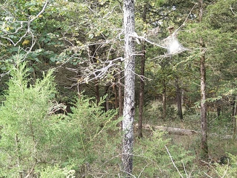 Live in Luxury on 0.2 Acres : Eureka Springs : Carroll County : Arkansas