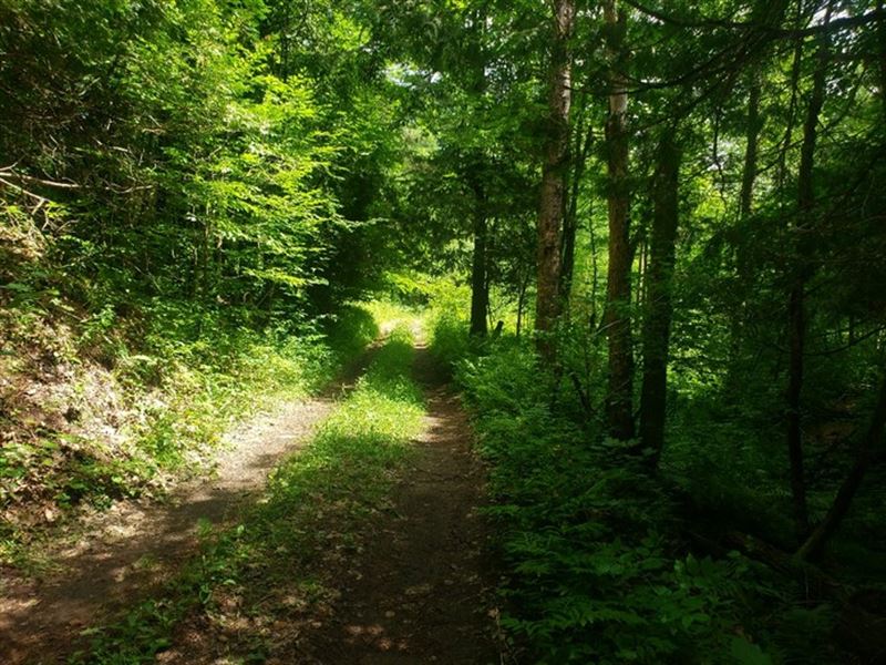 On Oswegatchie Creek : Diana : Lewis County : New York