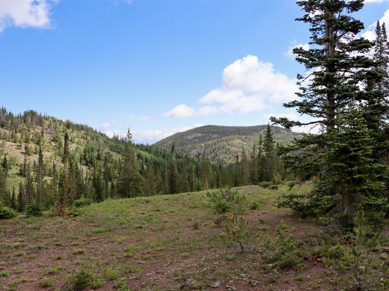 Bowman Lode in National Forest : Encampment : Carbon County : Wyoming