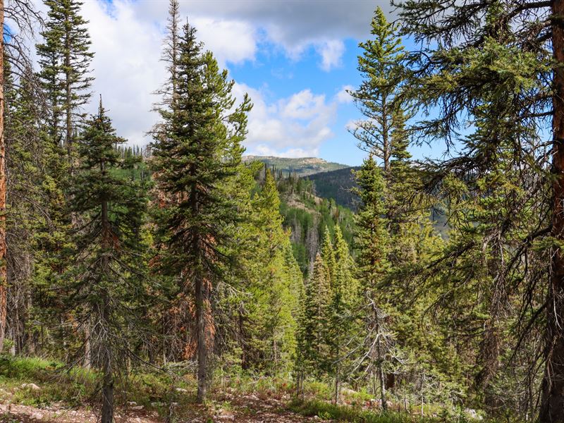 Gussie Lode in National Forest : Encampment : Carbon County : Wyoming