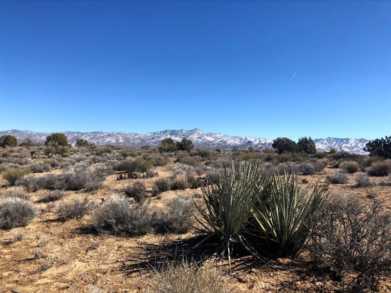 Golden Valley Beauty for Sale : Golden Valley : Mohave County : Arizona