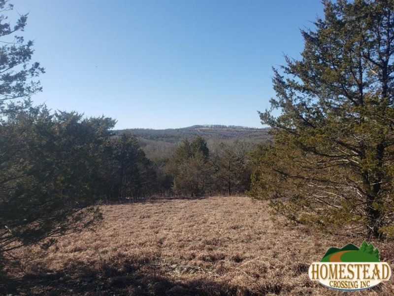 Road Frontage, Spring, Cedar Trees : Gainesville : Ozark County : Missouri