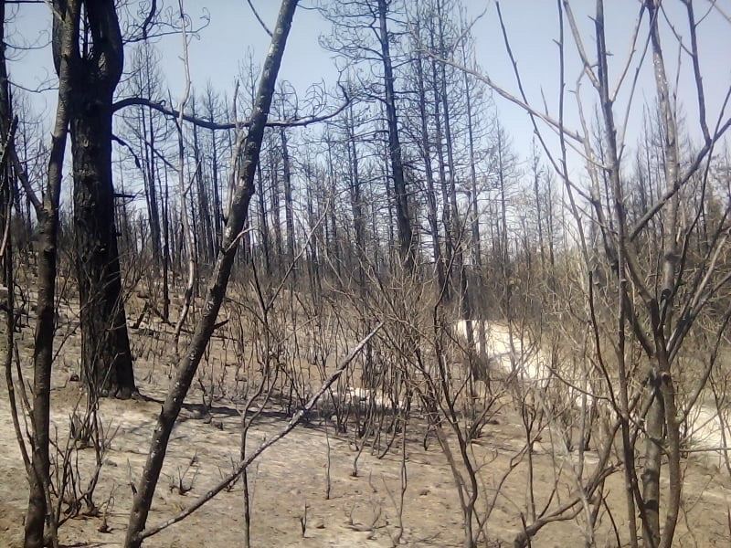 Wooded Lot Near Upper Klamath Lake : Bonanza : Klamath County : Oregon