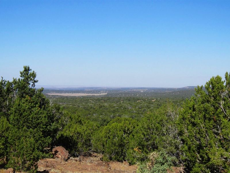 Private Off Grid with Tons of Trees : Concho : Apache County : Arizona