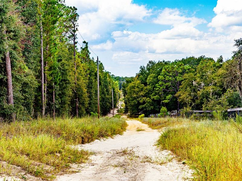 Lot Steps From Trout Lake : Interlachen : Putnam County : Florida