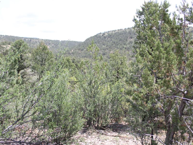 Enjoy Privacy & Plenty of Trees : Timberon : Otero County : New Mexico