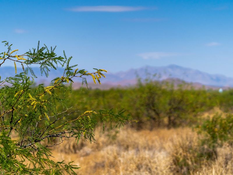 Beautiful 10 Acres in Sunizona, AZ : Sunizona : Cochise County : Arizona