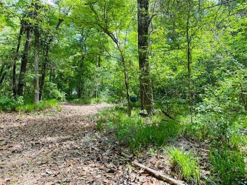 .61 Acre Lot : Chiefland : Levy County : Florida