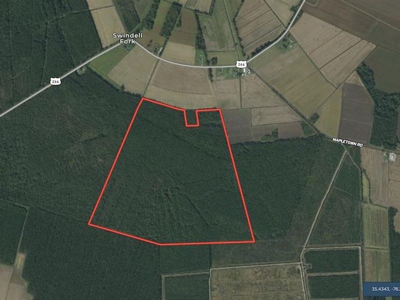 Reduced, 252 Acres of Hunting : Swan Quarter : Hyde County : North Carolina