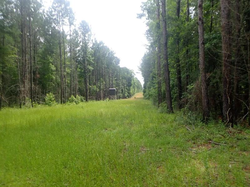 Clarke County Timber/Recreational : Vossburg : Clarke County : Mississippi