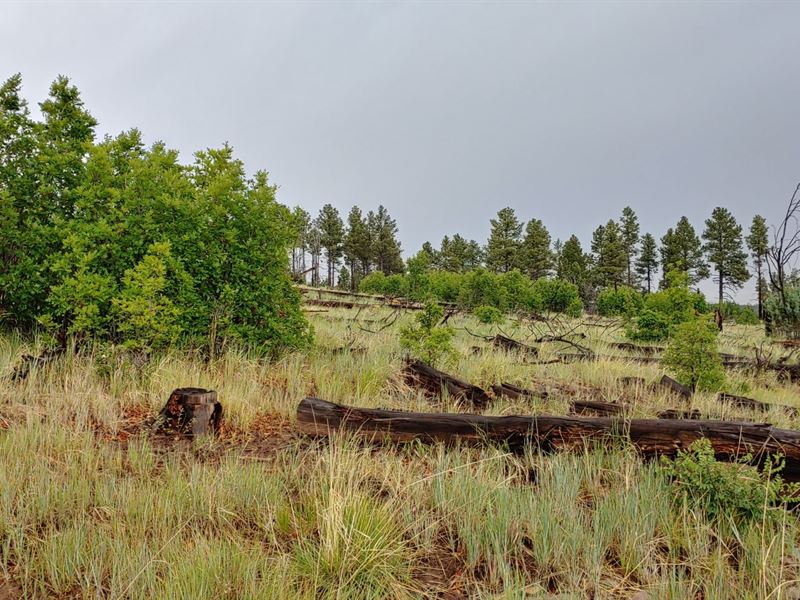 1 Acre in Sherwood Forest $199/Mo : Estancia : Torrance County : New Mexico