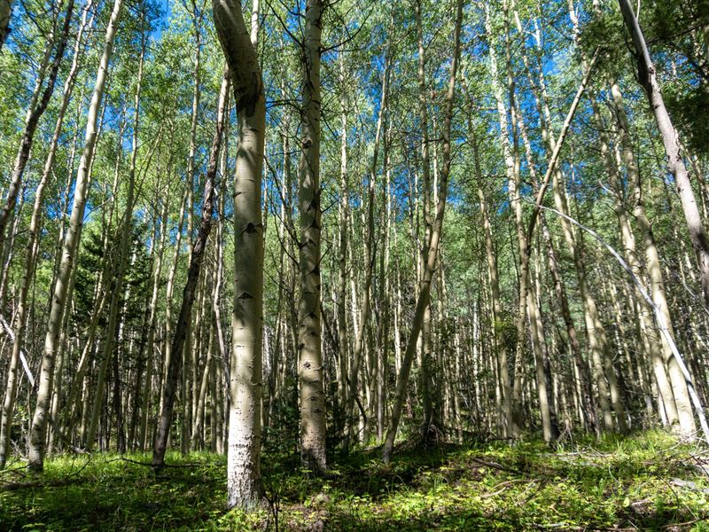 Want to Own a Wooded CO Property : San Luis : Costilla County : Colorado