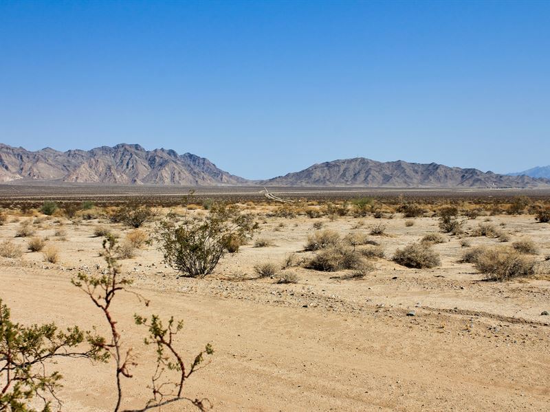 Wolf of The Mojave : Needles : San Bernardino County : California
