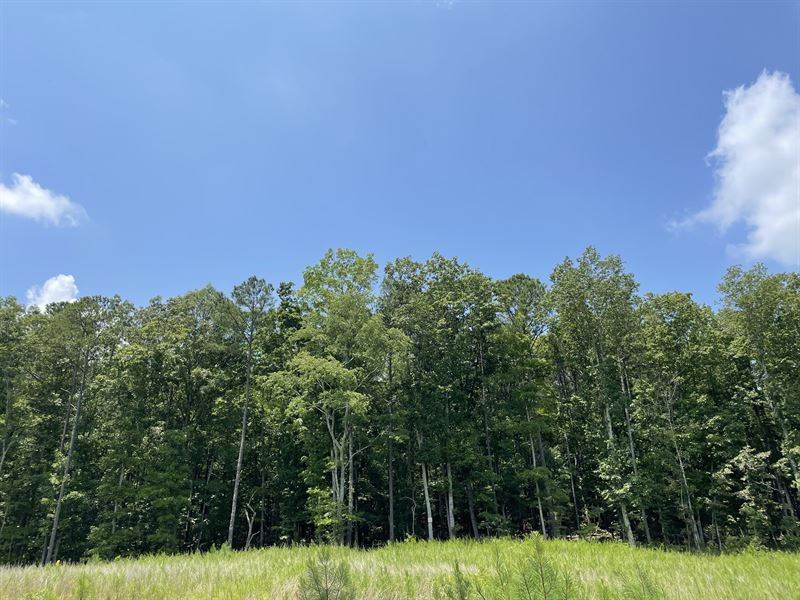 229+/- Acres in Adairsville, GA : Adairsville : Bartow County : Georgia