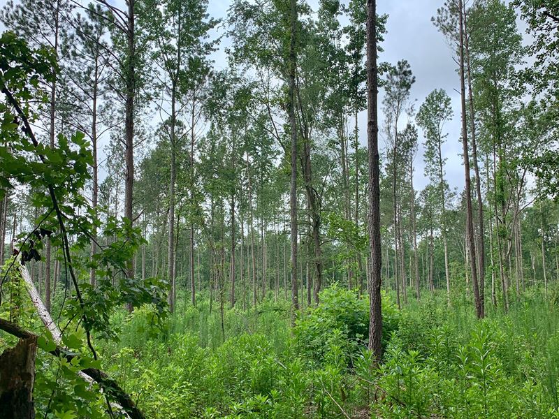 Great Homesite in a Great Area : Danielsville : Madison County : Georgia