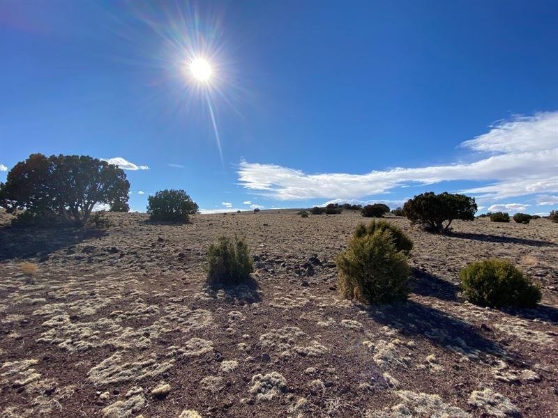 Property with Endless Opportunities : Concho : Apache County : Arizona