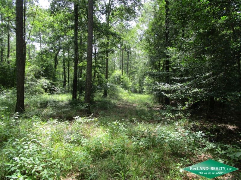 50 Ac, Hunting & Home Or Camp : Pineland : Sabine County : Texas