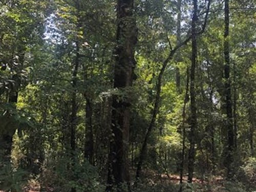 Mill Creek Homesite : Statesboro : Bulloch County : Georgia