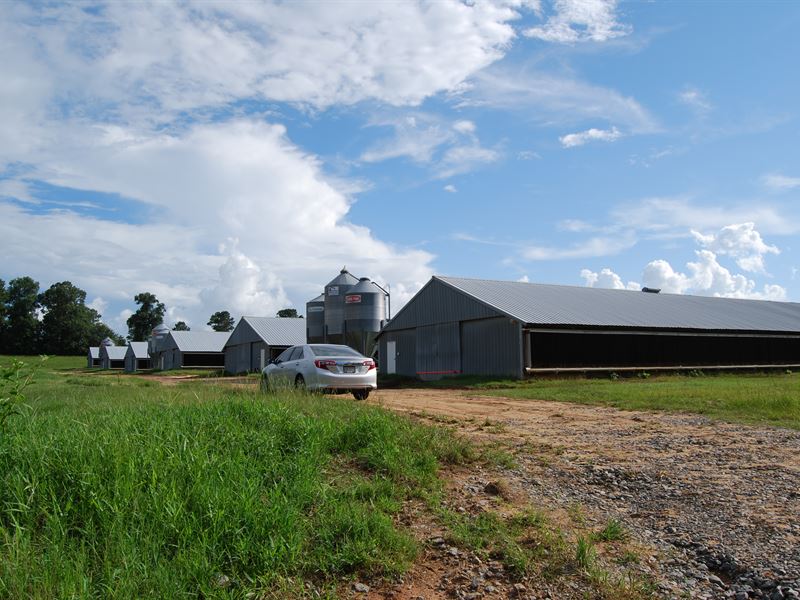 6 House Poultry Farm in Buena Vista : Buena Vista : Marion County : Georgia