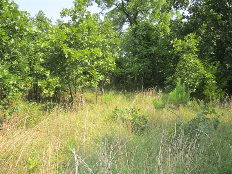 Southern Missouri Land for Sale : Birch Tree : Shannon County : Missouri