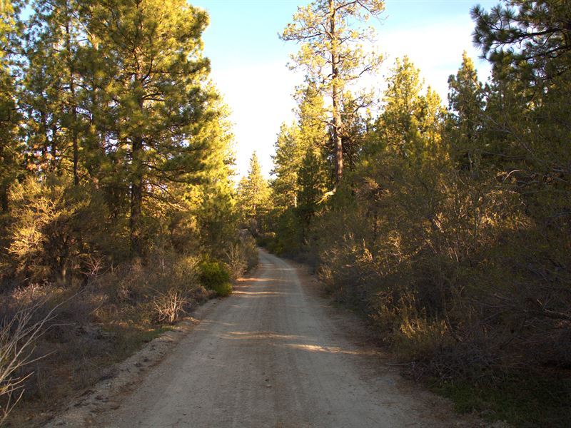 Wooded Getaway, $210/Month : Bonanza : Klamath County : Oregon
