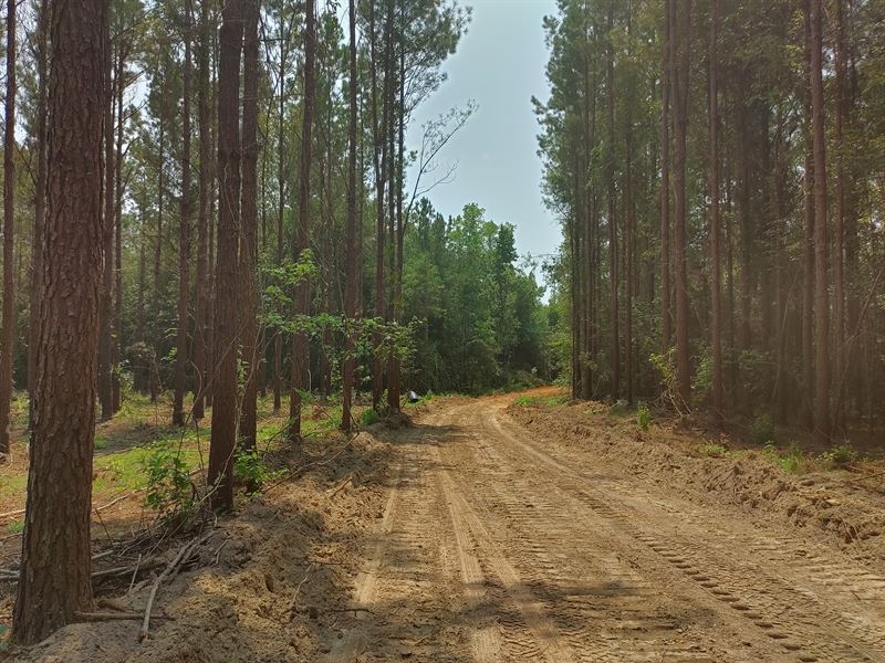 Lightered Knot Road 21 : Elba : Coffee County : Alabama