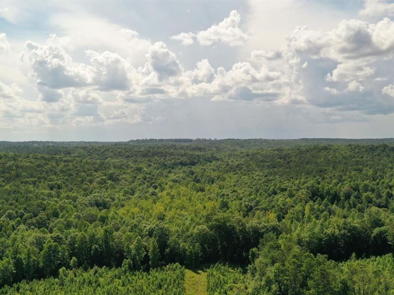 82 Acres with Great Mixed Hardwood : Greenwood Springs : Monroe County : Mississippi