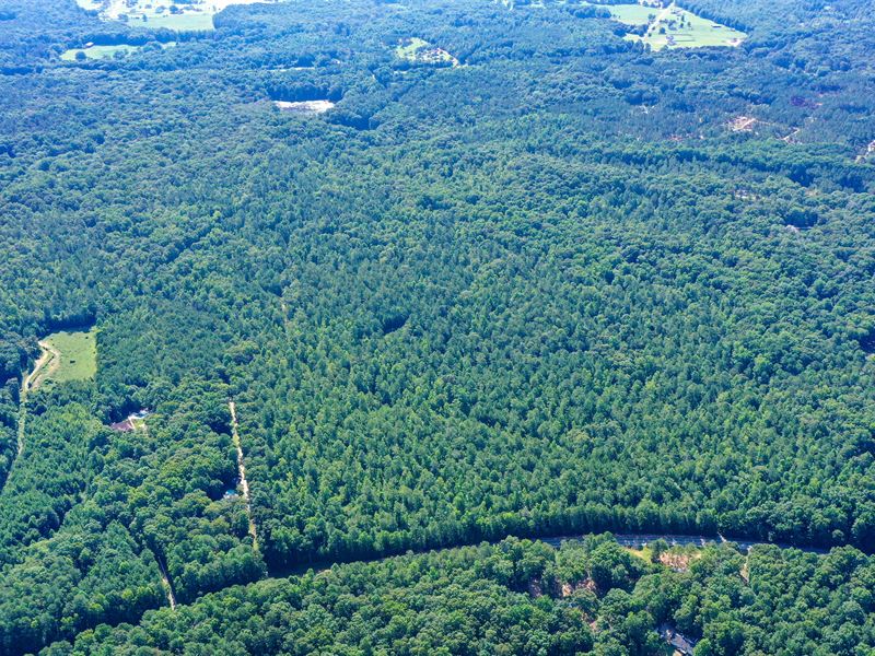Gorgeous Wooded Tract Near Senoia : Senoia : Coweta County : Georgia
