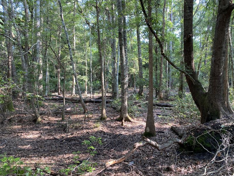 Meyers Hill Timberlands : Brunswick : Glynn County : Georgia