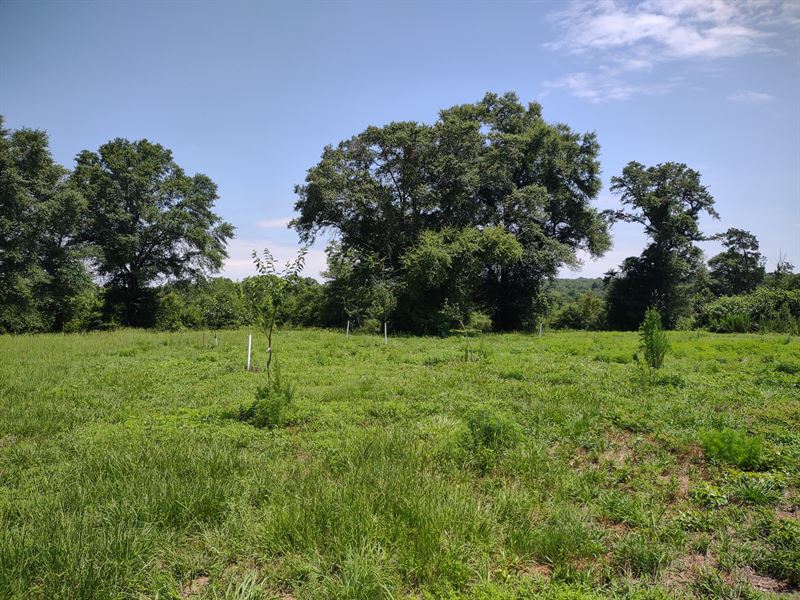 Plum Hill Big View : Troy : Bullock County : Alabama