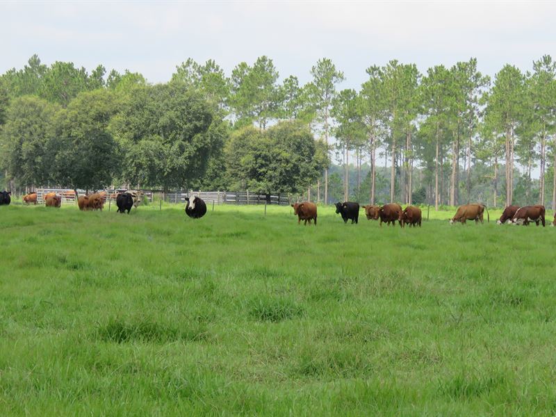 Winquipin Ranch : Chiefland : Levy County : Florida