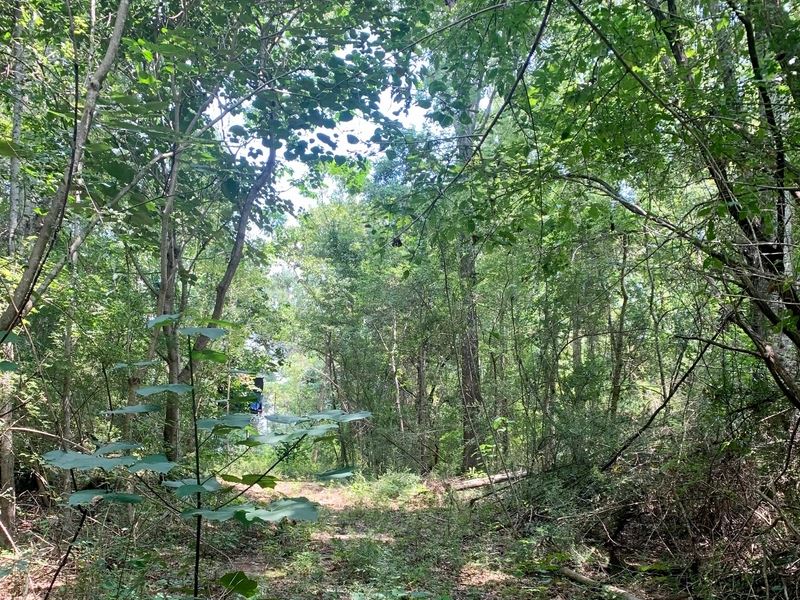 38 Acres Washington Parish : Angie : Washington Parish : Louisiana