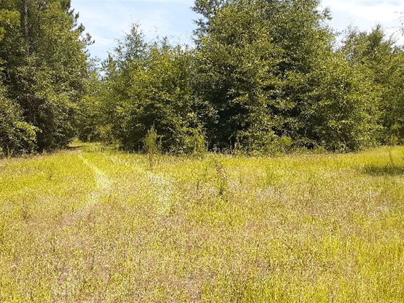 Rural Hunting Land, Mature Timber : Tennille : Washington County : Georgia