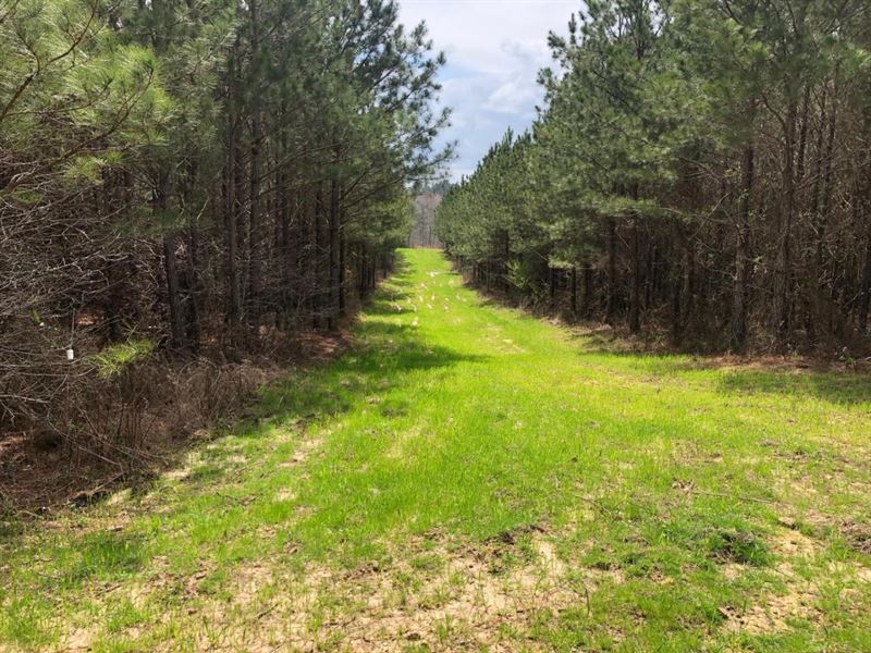 Great Build Site for Dream Home or : Double Springs : Winston County : Alabama