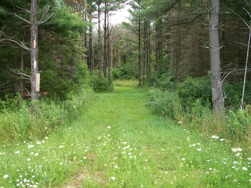 Heavily Wooded with Trails : Lyndon Station : Juneau County : Wisconsin