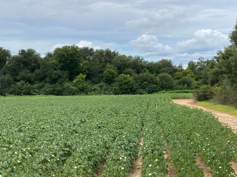 Productive Small Farm with Woods : Baconton : Mitchell County : Georgia