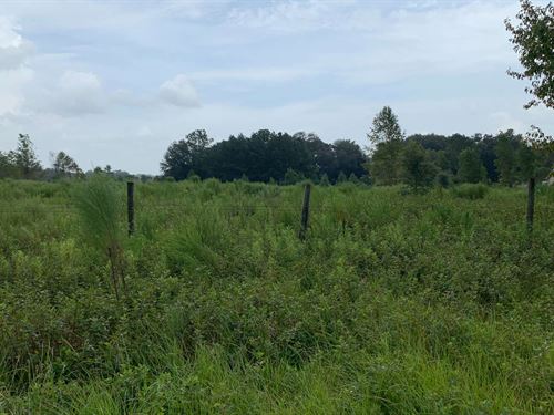 Beautiful Area : Live Oak : Suwannee County : Florida