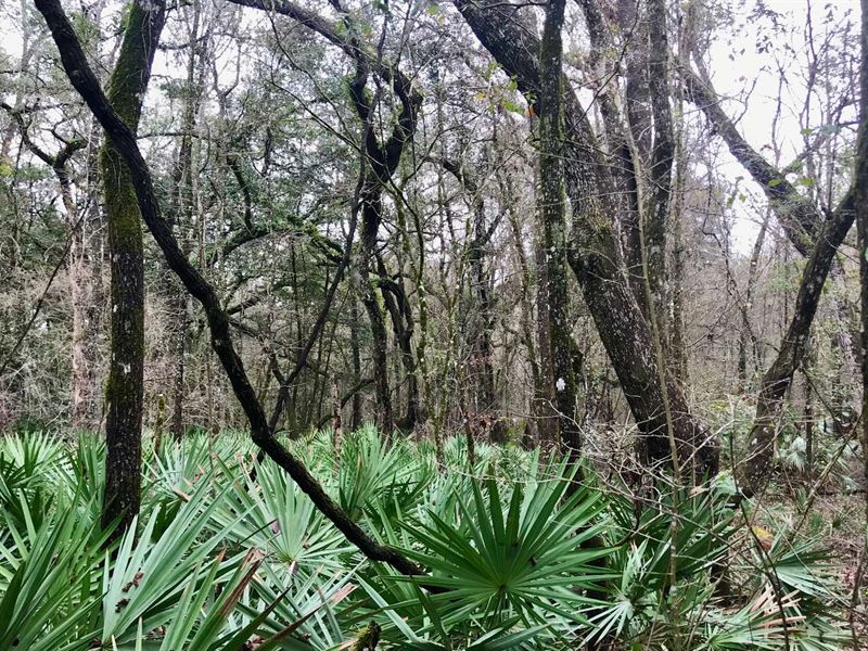 Over 4 Acres : O'brien : Suwannee County : Florida