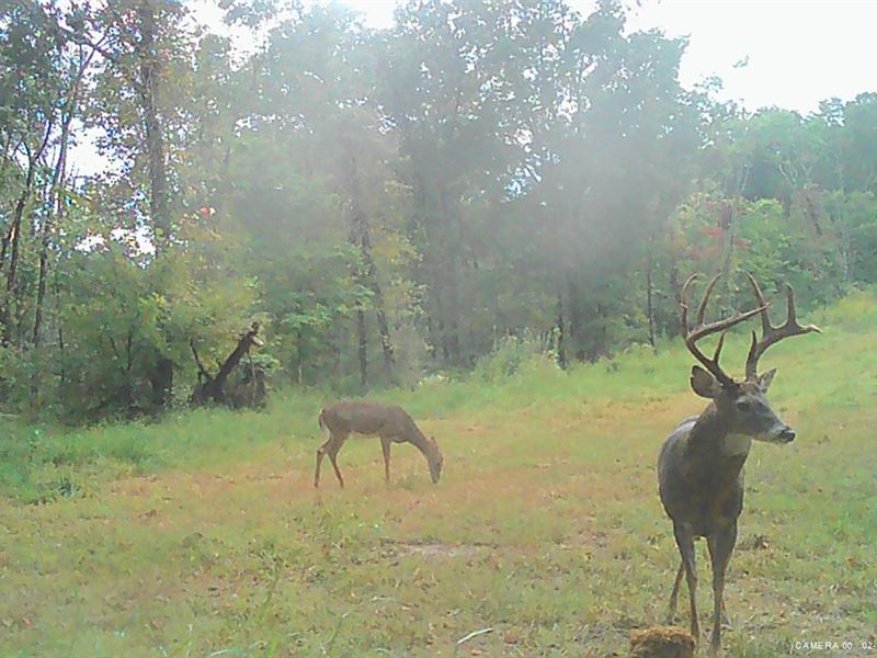 Turnkey Hardwood Hunting Paradise : Branchland : Lincoln County : West Virginia