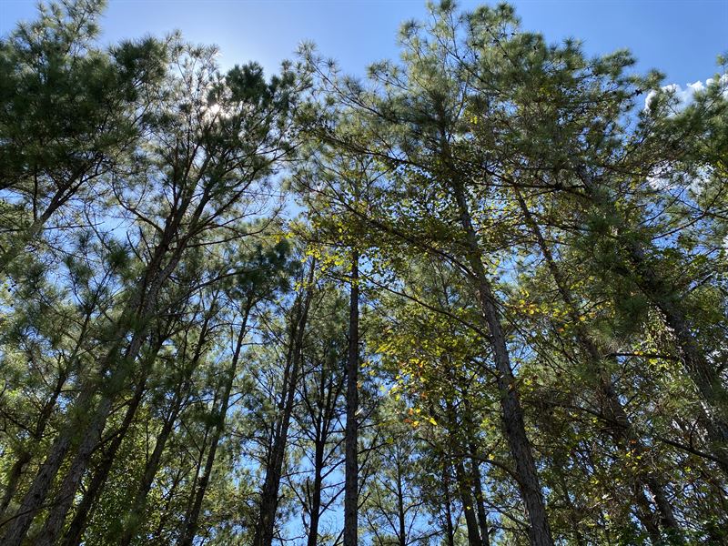90 Acres Brushy Creek Tract A2-7 : Trinity : Trinity County : Texas