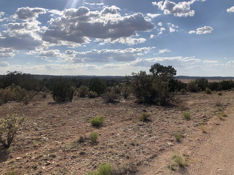 Seligman Sale : Seligman : Yavapai County : Arizona
