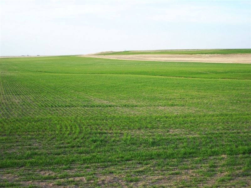Cheyenne County Dryland Farm : Lodgepole : Cheyenne County : Nebraska