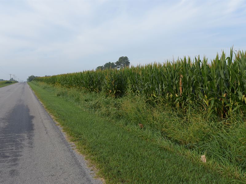 Land Auction, Montgomery County, IL : Hillsboro : Montgomery County : Illinois