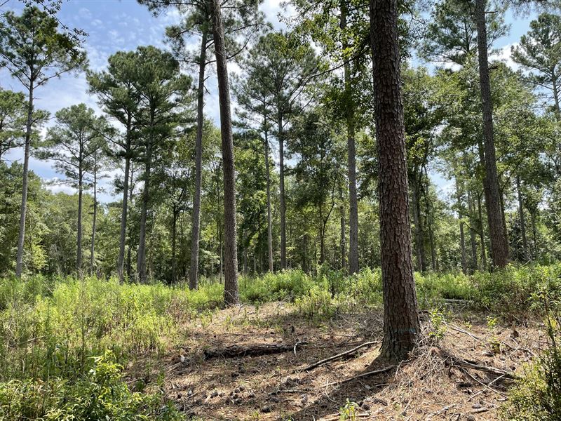 Dream Home Site Under Tall Pines : Good Hope : Morgan County : Georgia