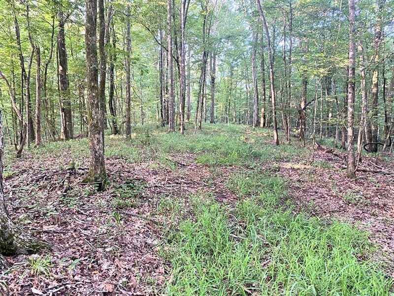 152 Acre Hunting Land for Sale : Union Church : Jefferson County : Mississippi