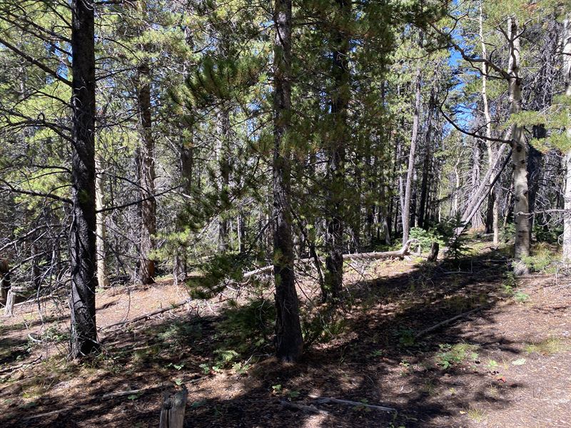 End Lot with Thick Lush Trees : Fort Garland : Costilla County : Colorado