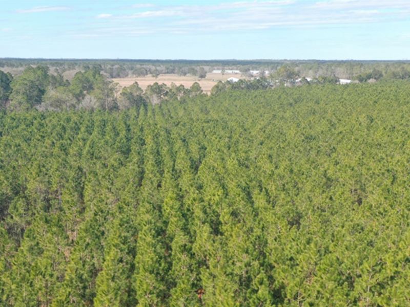 Bardin Tree Farm : Palatka : Putnam County : Florida