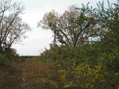 38 Ac Excellent Home Site : Maplesville : Autauga County : Alabama